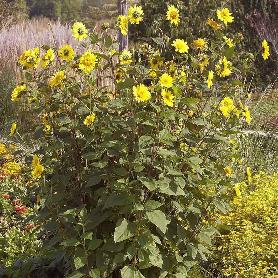 Artikelbild 2 des Artikels “Sonnenblume, hellgelb “