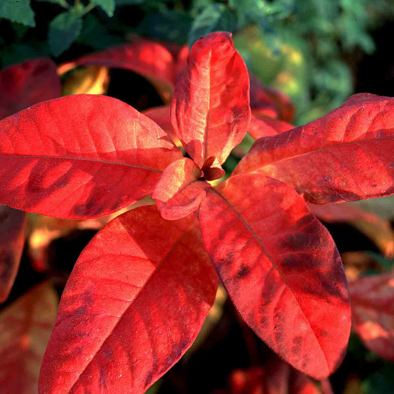 Artikelbild 2 des Artikels “Rispen-Felberich, weiß “