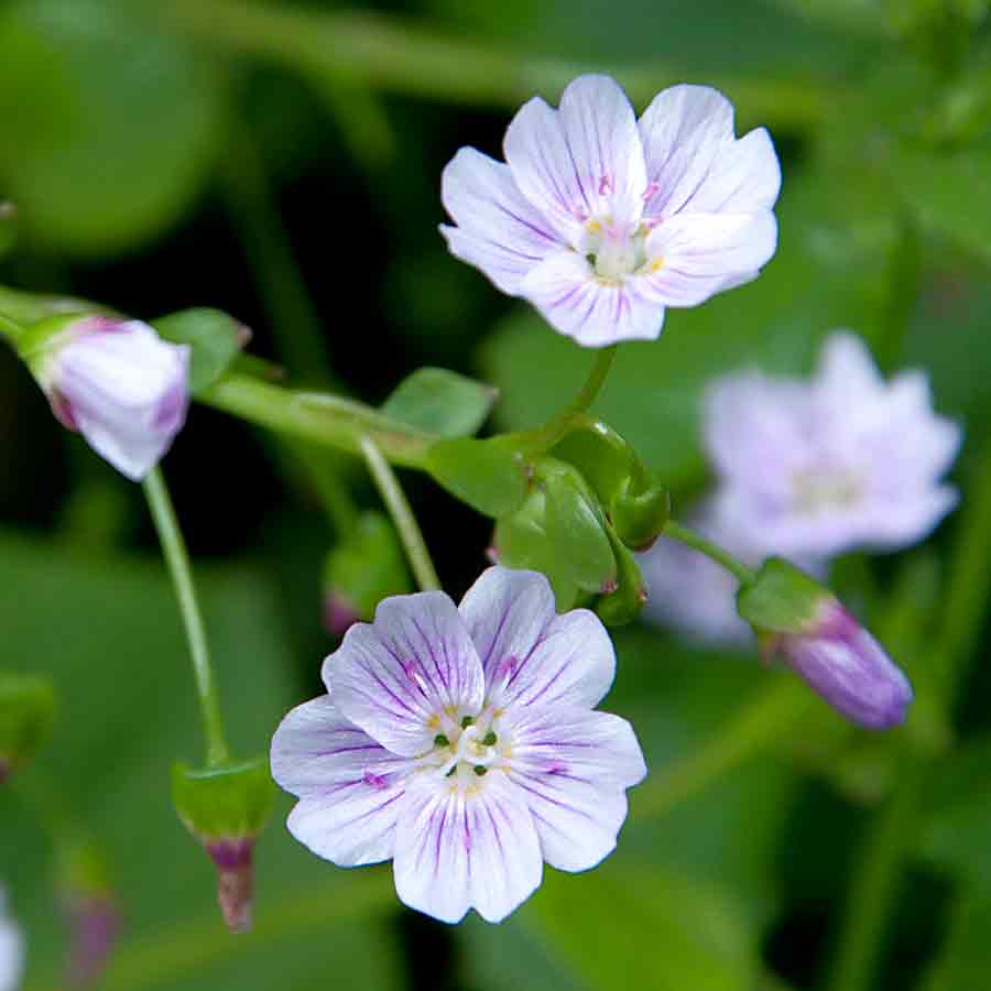 Artikelbild 2 des Artikels “Sibirisches Quellkraut “