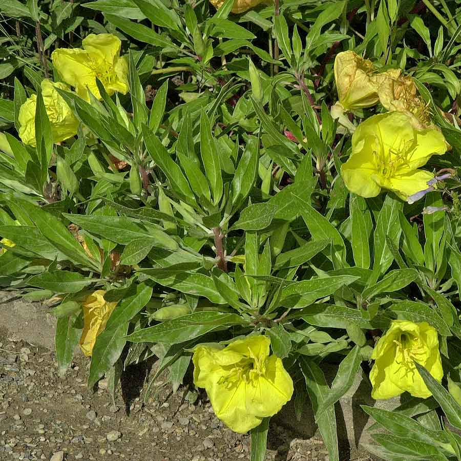 Artikelbild 2 des Artikels “Nachtkerze, gelb “