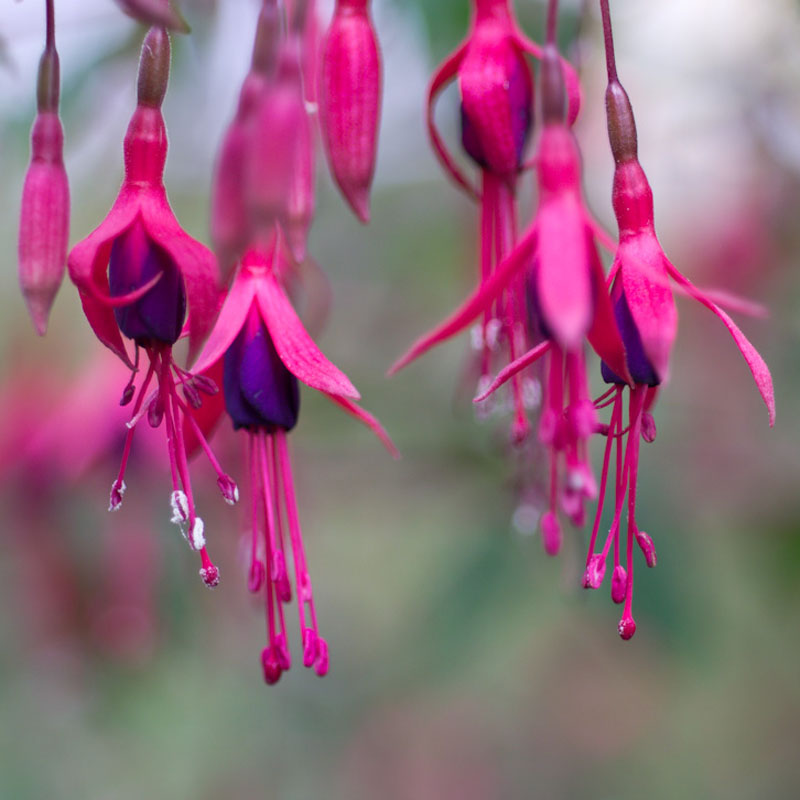 Artikelbild 2 des Artikels “Freiland-Fuchsie, rot “