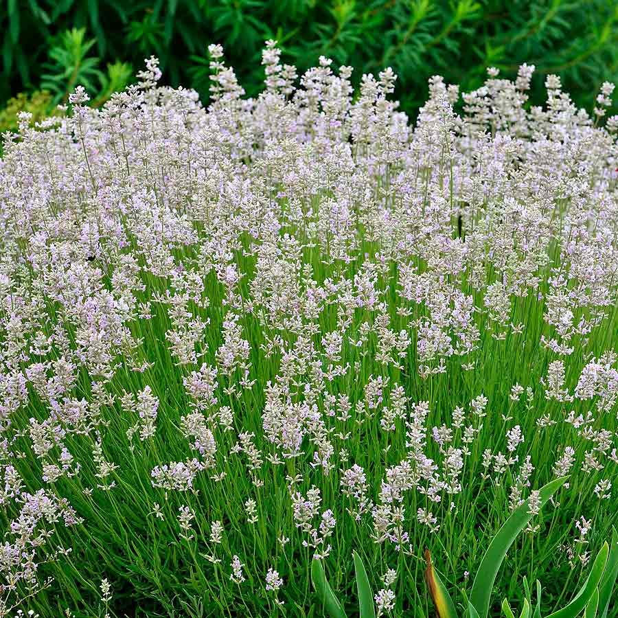 Lavendel, niedrig, rosa NaturaGart Shop online kaufen