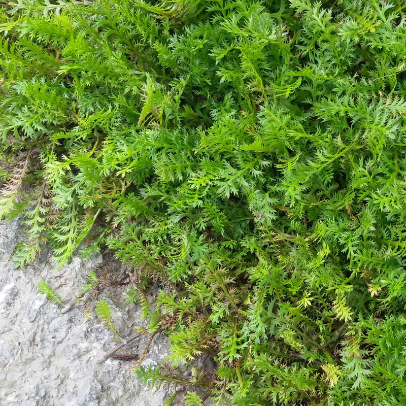 Artikelbild 2 des Artikels “Fiederpolster, grün “