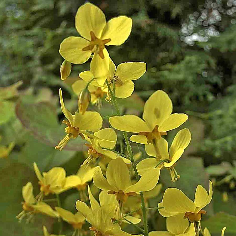 Artikelbild 2 des Artikels “Elfenspiegel, gelb “