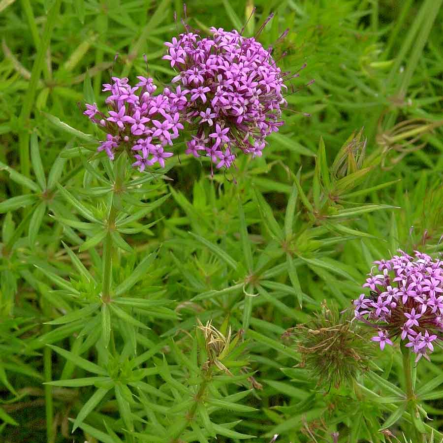 Artikelbild 2 des Artikels “Rosenwaldmeister “