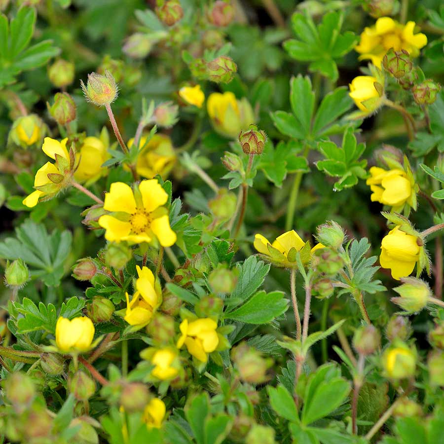 Artikelbild 2 des Artikels “Fingerkraut, Zwerg- “