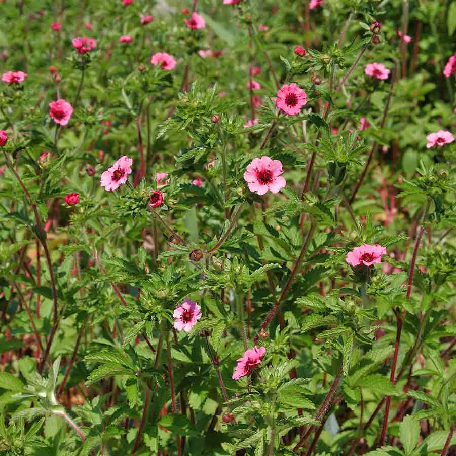 Artikelbild 2 des Artikels “Fingerkraut, karminrosa “