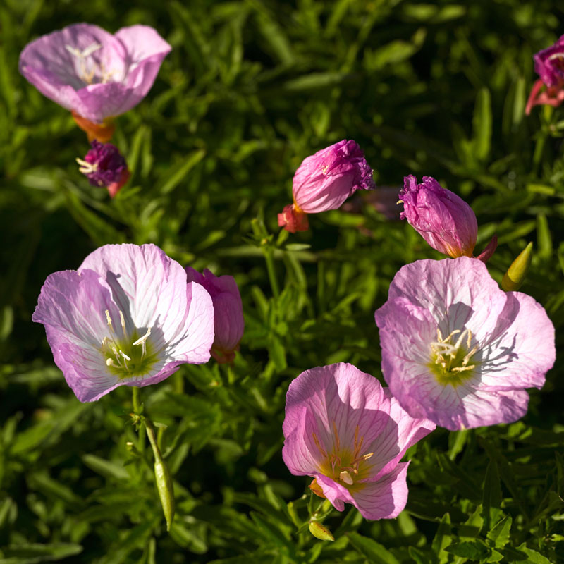 Artikelbild 2 des Artikels “Nachtkerze, hellrosa “