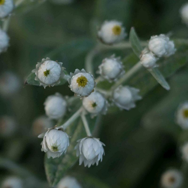 Artikelbild 2 des Artikels “Perlkörbchen “