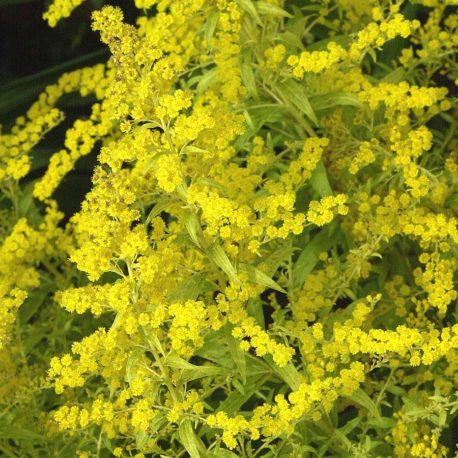 Artikelbild 2 des Artikels “Goldrute “