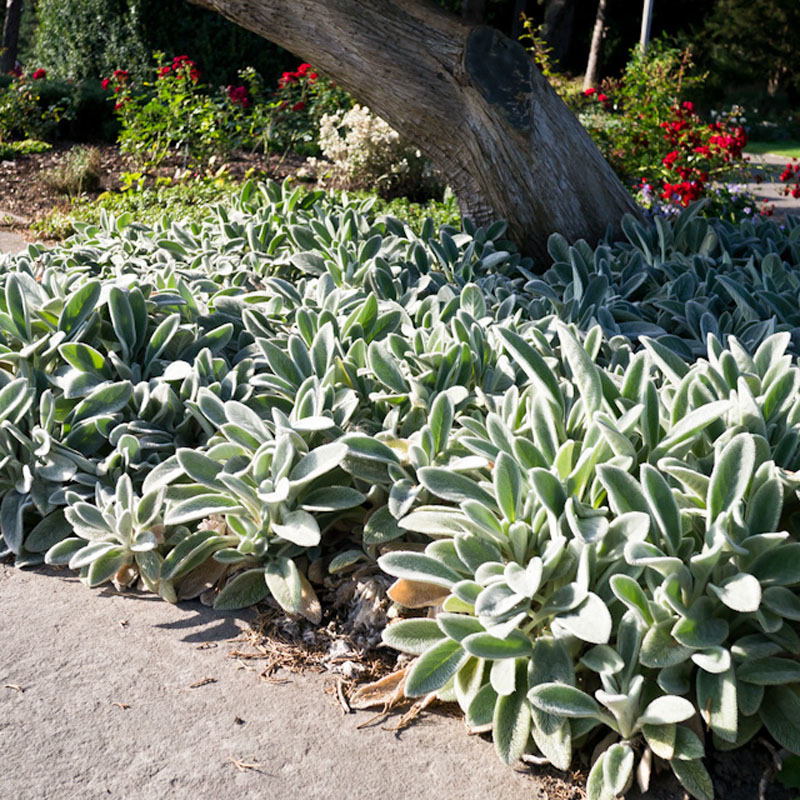 Artikelbild 2 des Artikels “Wollziest “