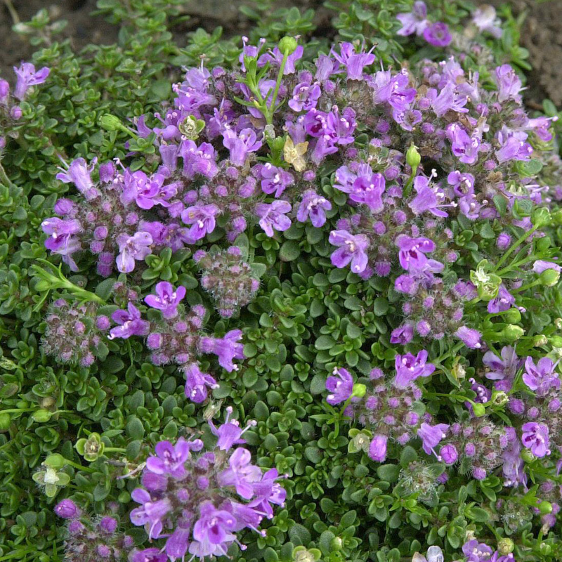 Artikelbild 2 des Artikels “Teppich-Thymian “