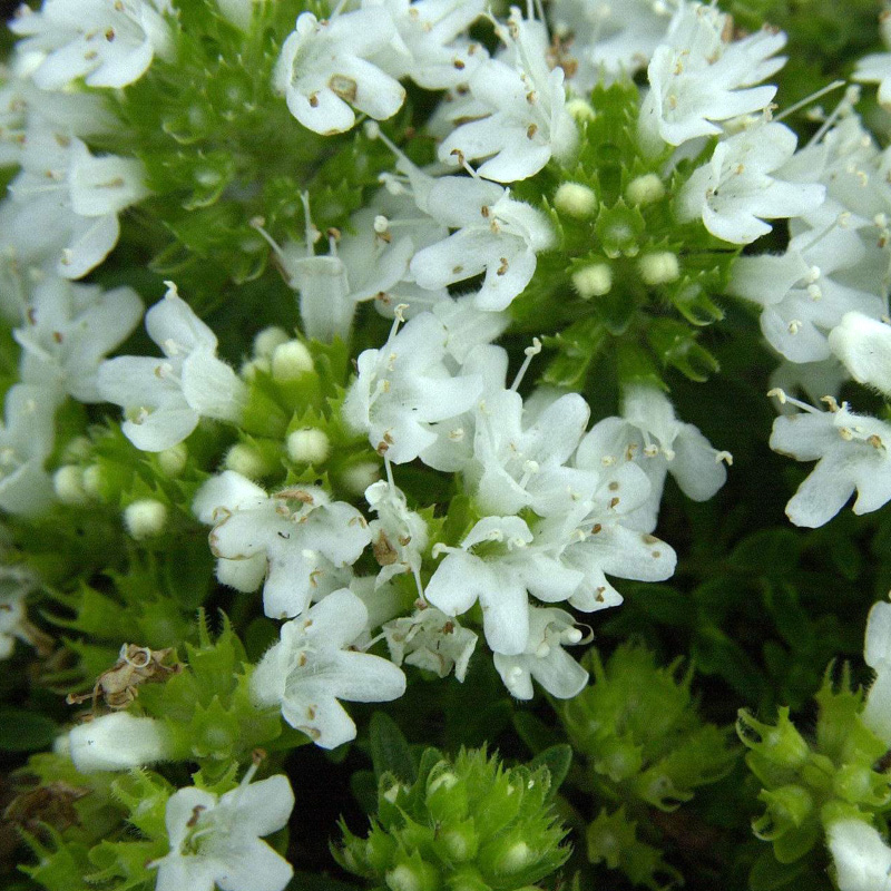 Artikelbild 2 des Artikels “Thymian, Quendel, weiß “