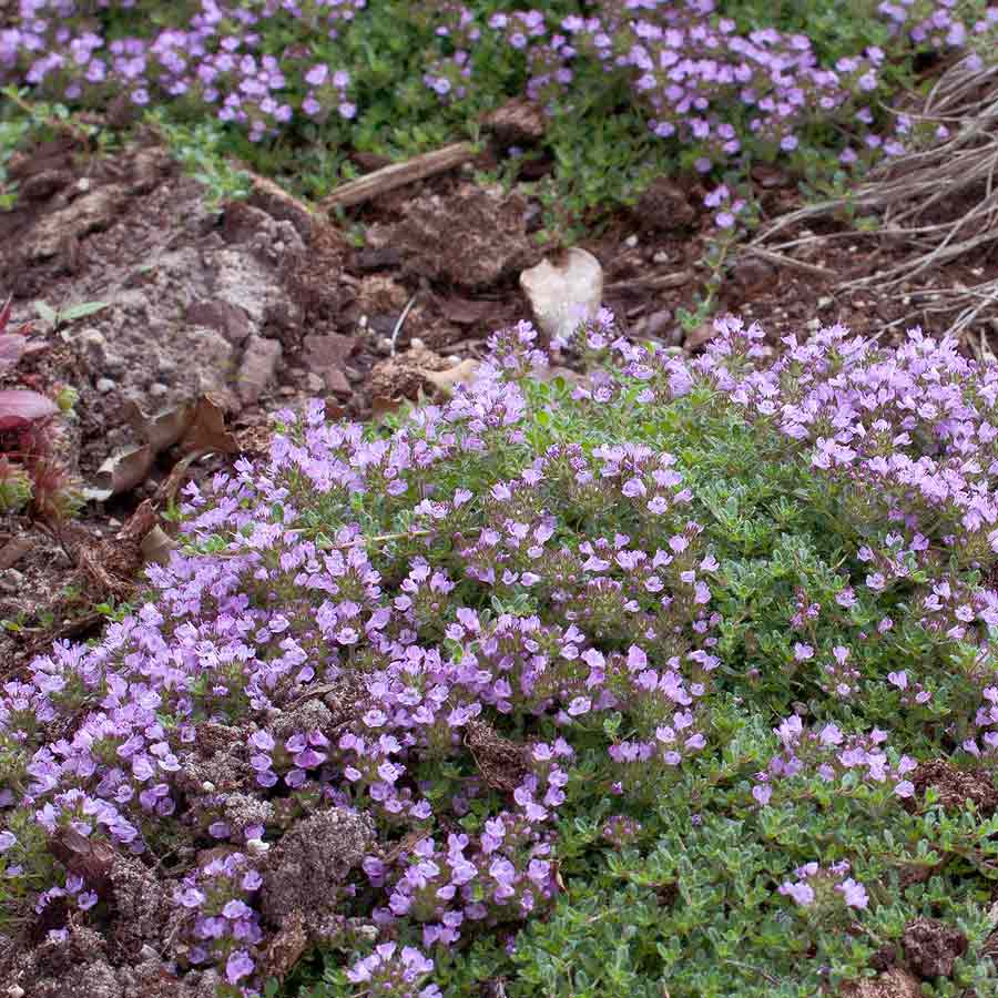 Artikelbild 2 des Artikels “Zwerg-Thymian, rosa “