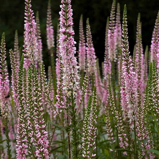 Artikelbild 2 des Artikels “Ehrenpreis, hoch, rosa “