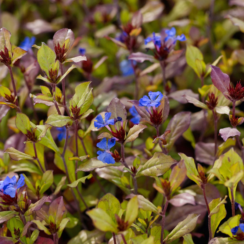 Artikelbild 2 des Artikels “Bleiwurz “