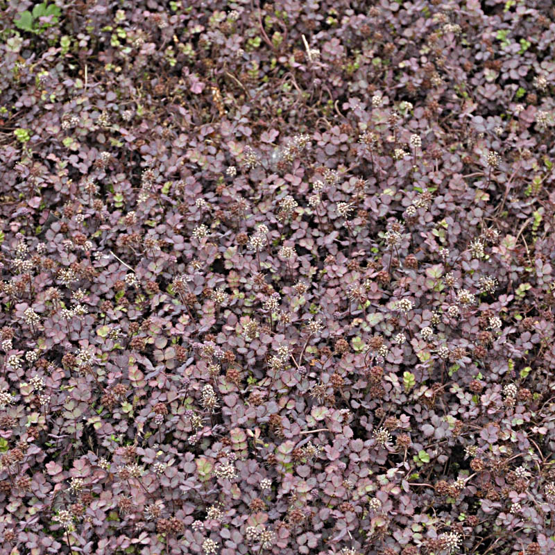 Artikelbild 2 des Artikels “Stachelnüsschen, rot “