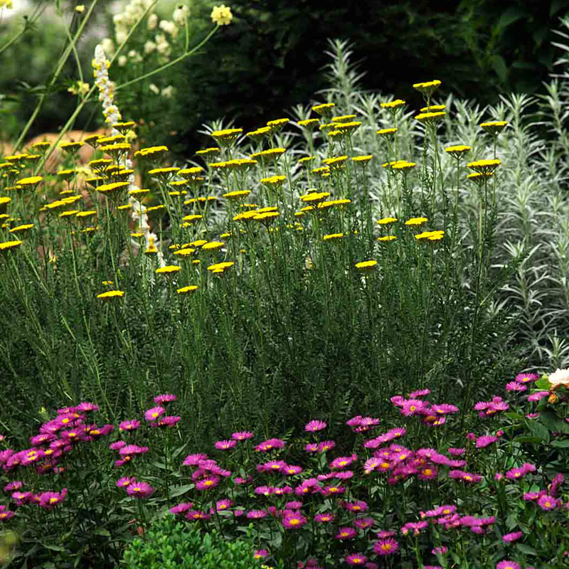 Artikelbild 2 des Artikels “Schafgarbe, gelb “