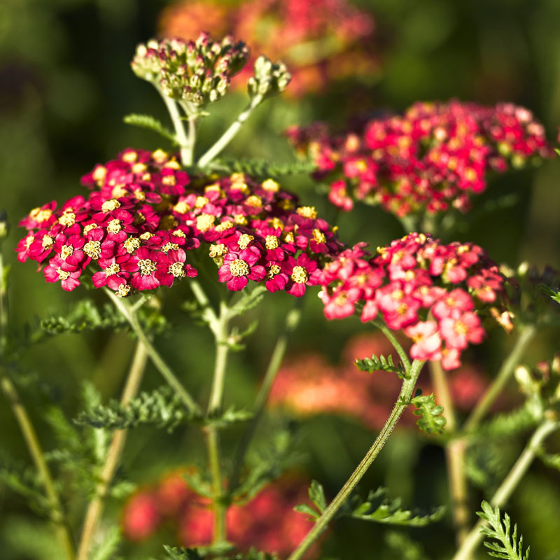 Artikelbild 2 des Artikels “Schafgarbe, rot “