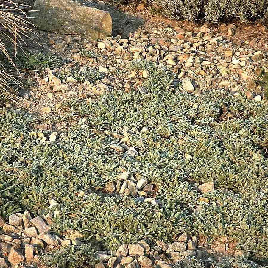 Artikelbild 2 des Artikels “Teppich-Schafgarbe “