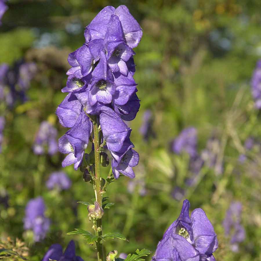 Artikelbild 2 des Artikels “Herbst-Eisenhut “