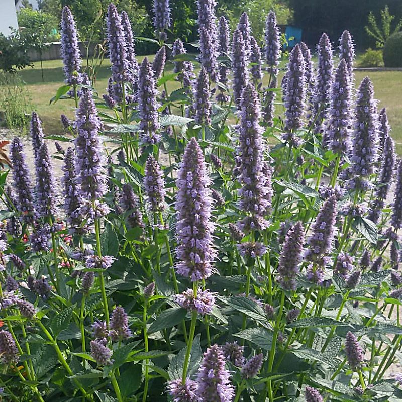 Artikelbild 2 des Artikels “Duftnessel, blau “
