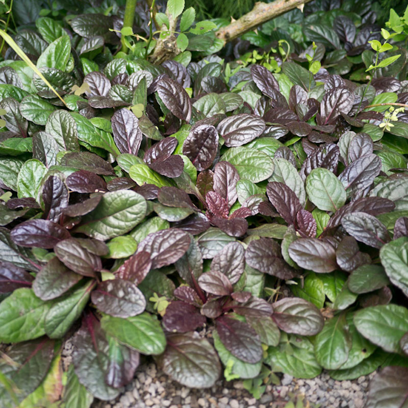 Artikelbild 2 des Artikels “Günsel, blau “