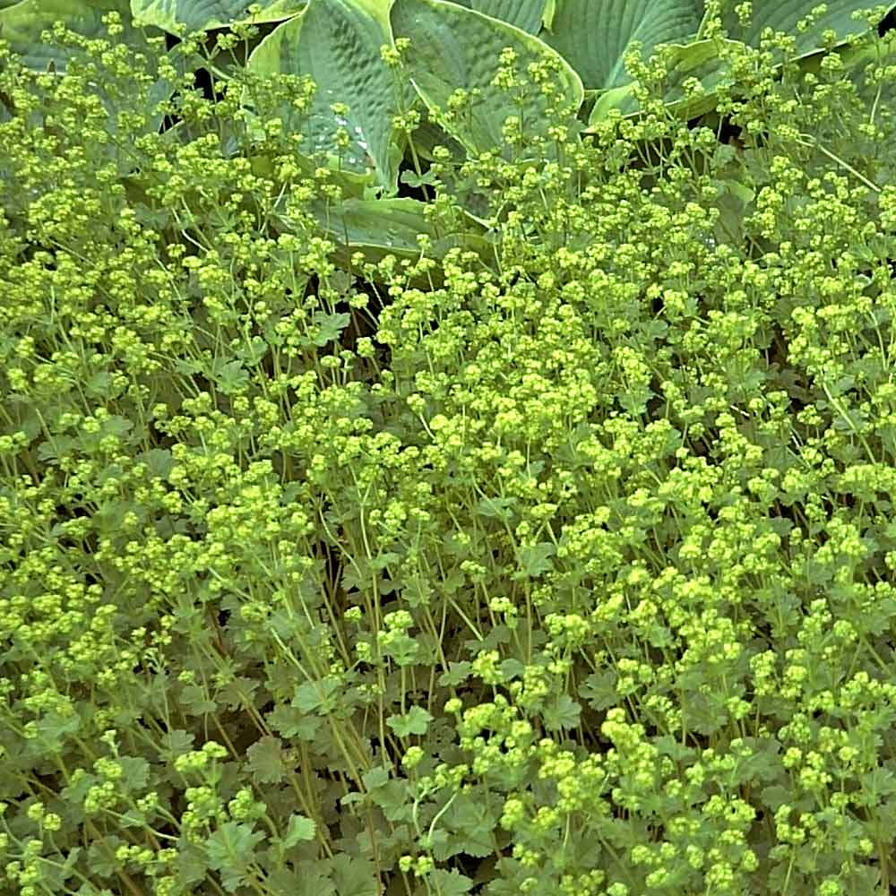 Artikelbild 2 des Artikels “Zwerg-Frauenmantel “