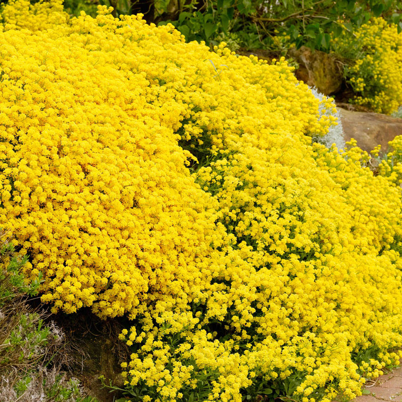 Artikelbild 2 des Artikels “Steinkraut, hellgelb “