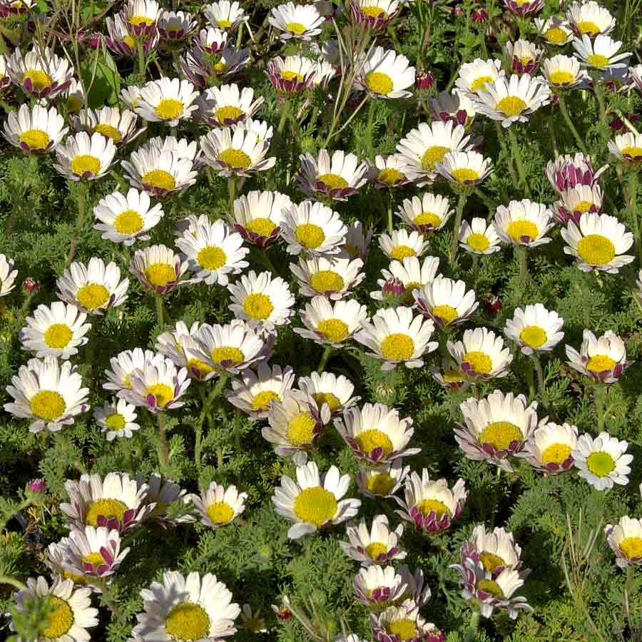 Artikelbild 2 des Artikels “Ringblume, Zwergmargerite “