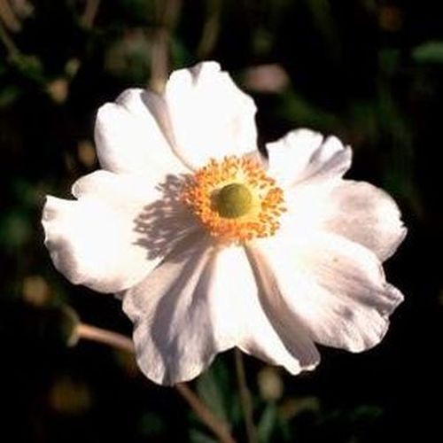 Artikelbild 2 des Artikels “Herbst-Anemone, weiß “