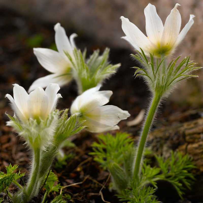 Artikelbild 2 des Artikels “Küchenschelle, weiß “