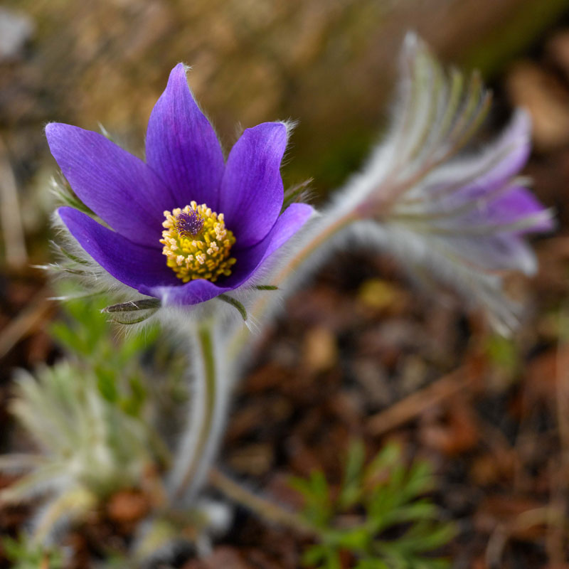 Artikelbild 2 des Artikels “Küchenschelle, violett “