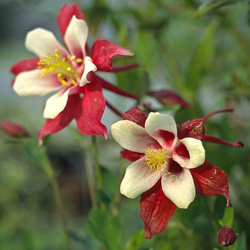 Artikelbild 2 des Artikels “Akelei, rot / weiß “