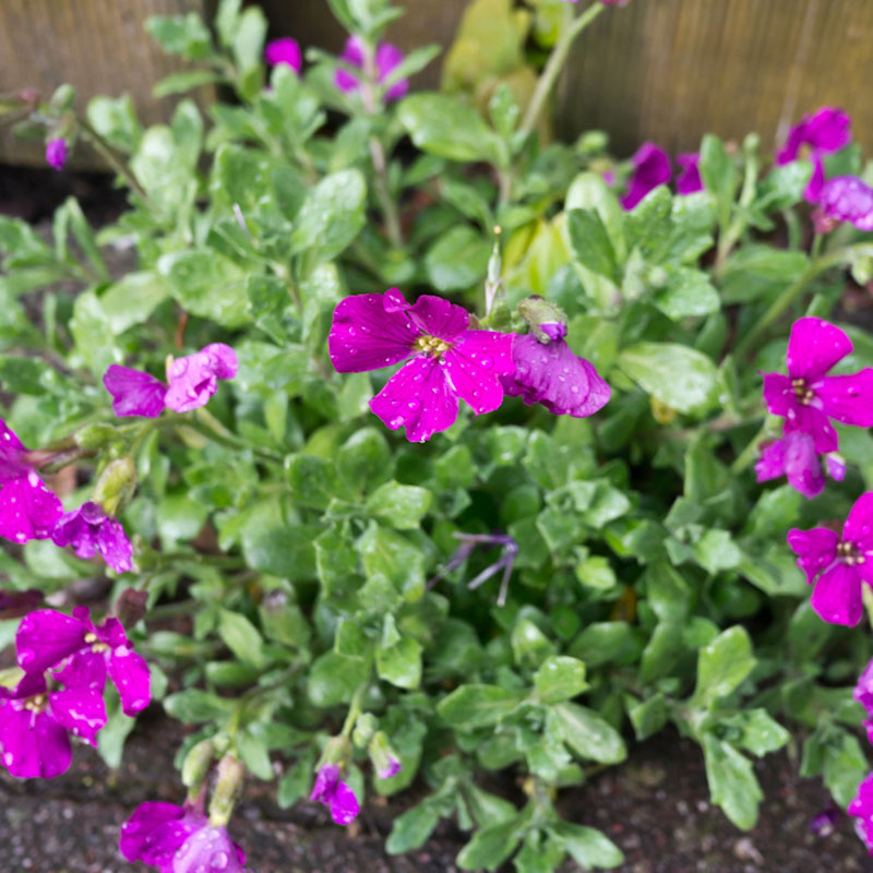 Artikelbild 2 des Artikels “Blaukissen, rot “