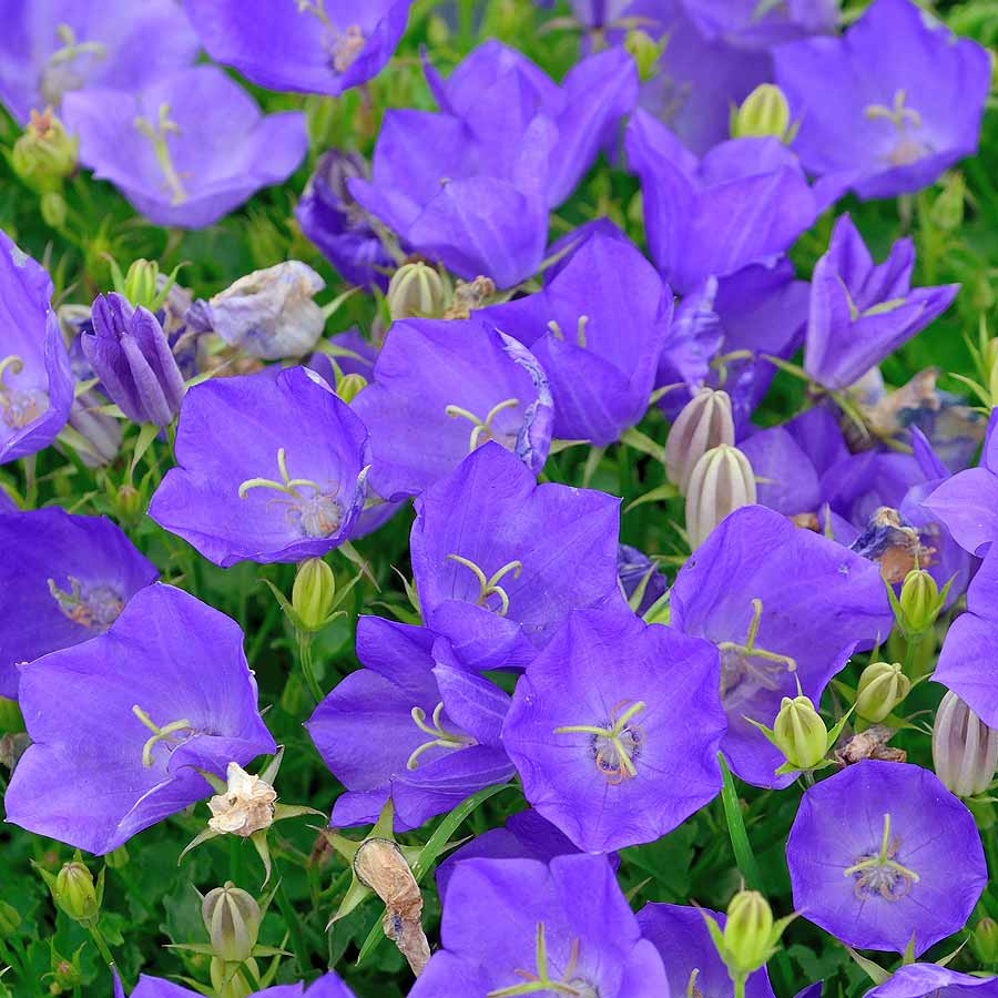 Artikelbild 2 des Artikels “Karpaten-Glockenblume, blau “