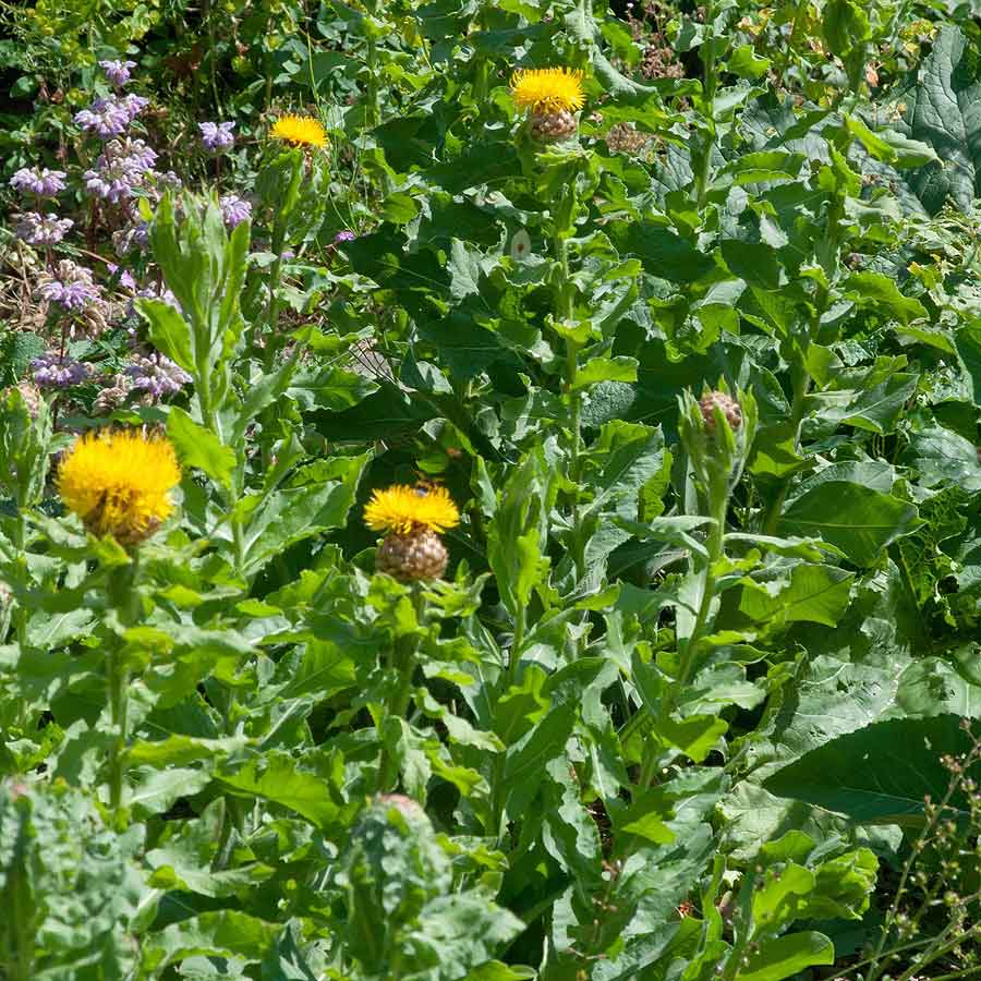 Artikelbild 2 des Artikels “Riesen-Flockenblume “