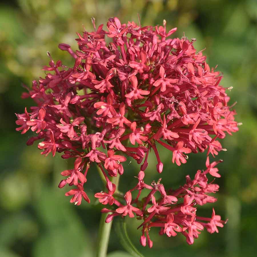 Artikelbild 2 des Artikels “Spornblume, rot “