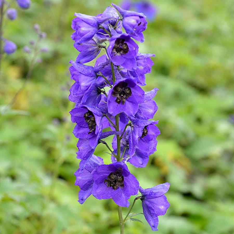 Artikelbild 2 des Artikels “Rittersporn, violett “