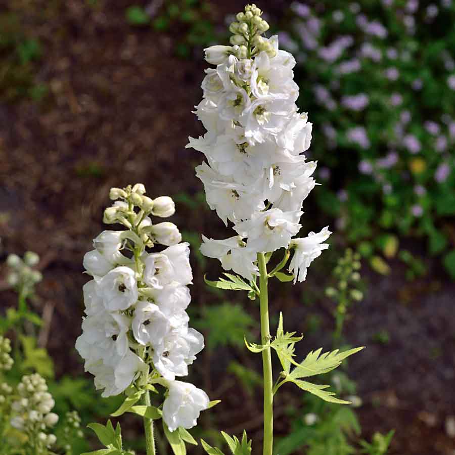 Artikelbild 2 des Artikels “Rittersporn, weiß “