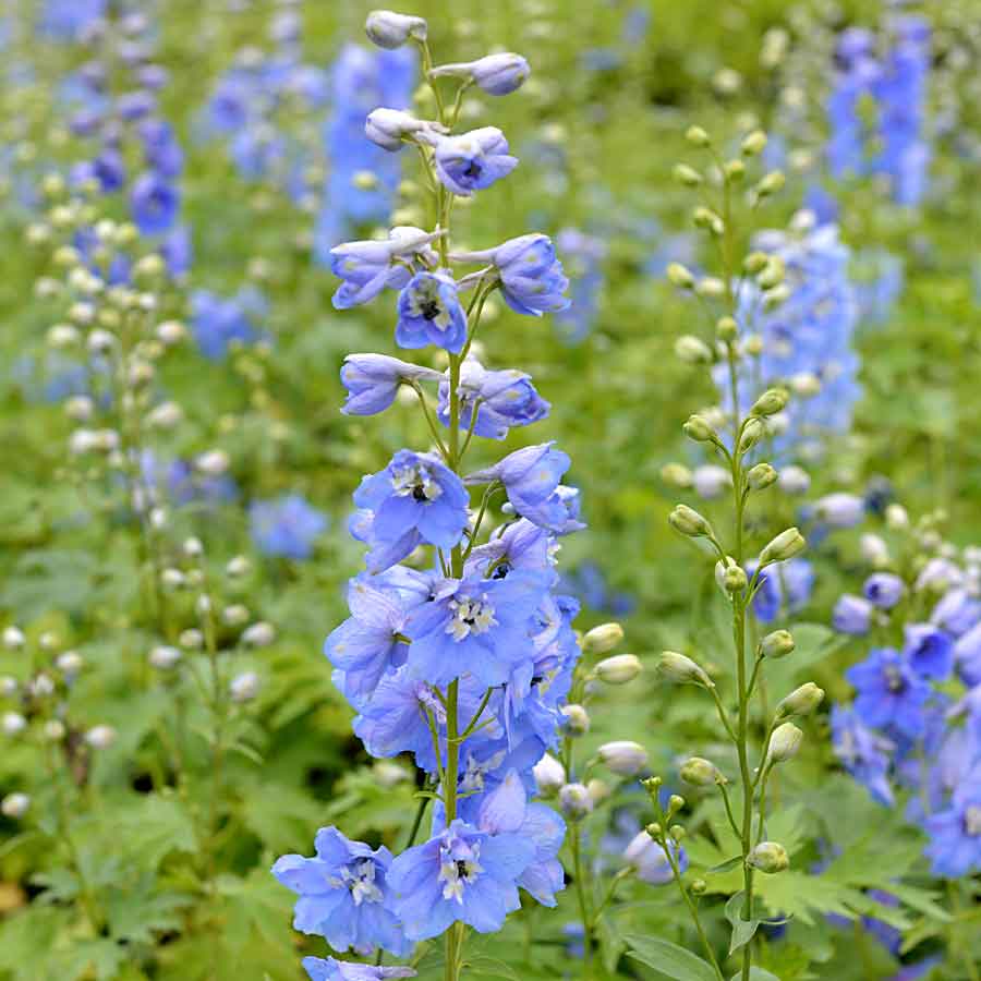 Artikelbild 2 des Artikels “Rittersporn, hellblau “