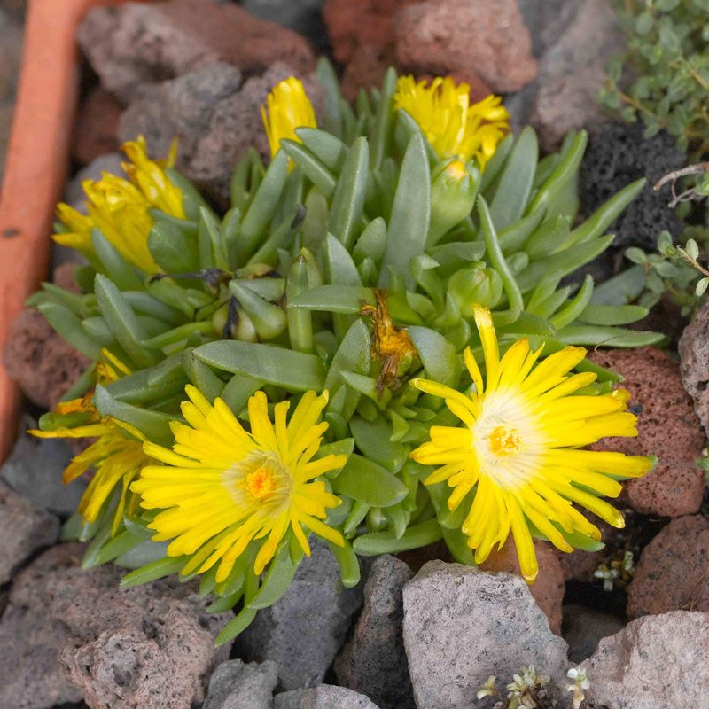 Artikelbild 2 des Artikels “Stauden-Mittagsblume, gelb “