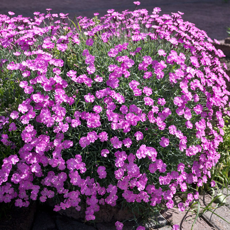 Artikelbild 2 des Artikels “Pfingst-Nelke, rosa “