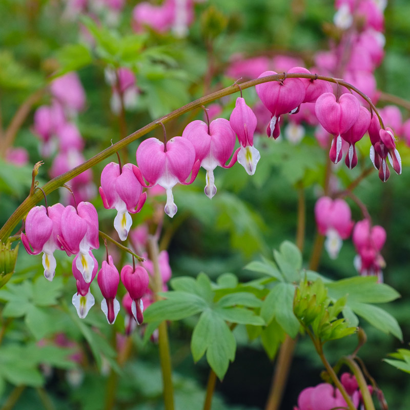 Artikelbild 2 des Artikels “Tränendes Herz, rosa “
