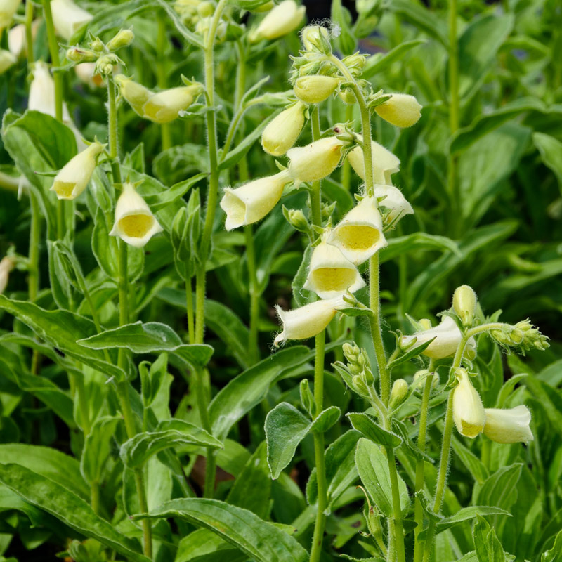 Artikelbild 2 des Artikels “Großblütiger Fingerhut, gelb “