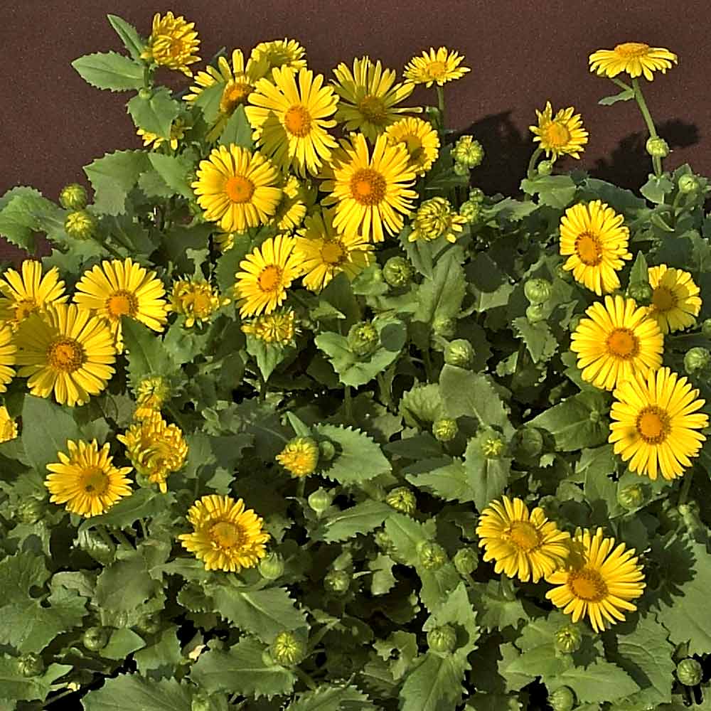 Artikelbild 2 des Artikels “Gemswurz “