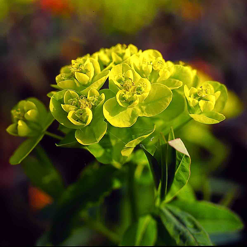 Artikelbild 2 des Artikels “Wolfsmilch “