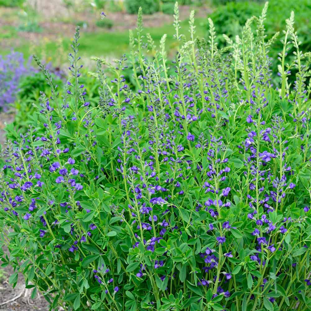 Artikelbild 2 des Artikels “Blaue Färberhülse “