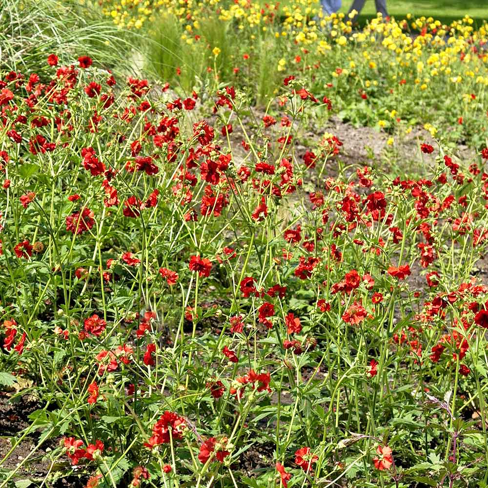 Artikelbild 2 des Artikels “Nelkenwurz, rot “