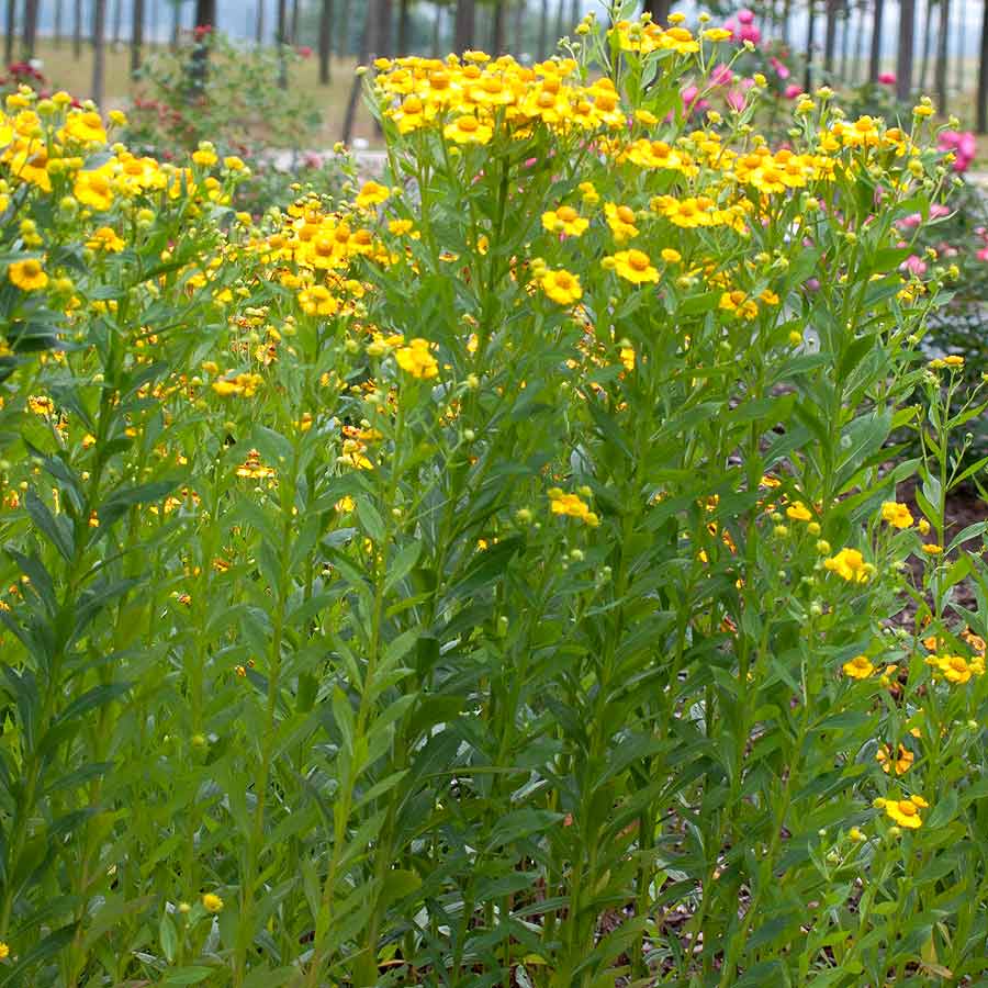 Artikelbild 2 des Artikels “Sonnenbraut, hellgelb “